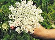 queens ann lace