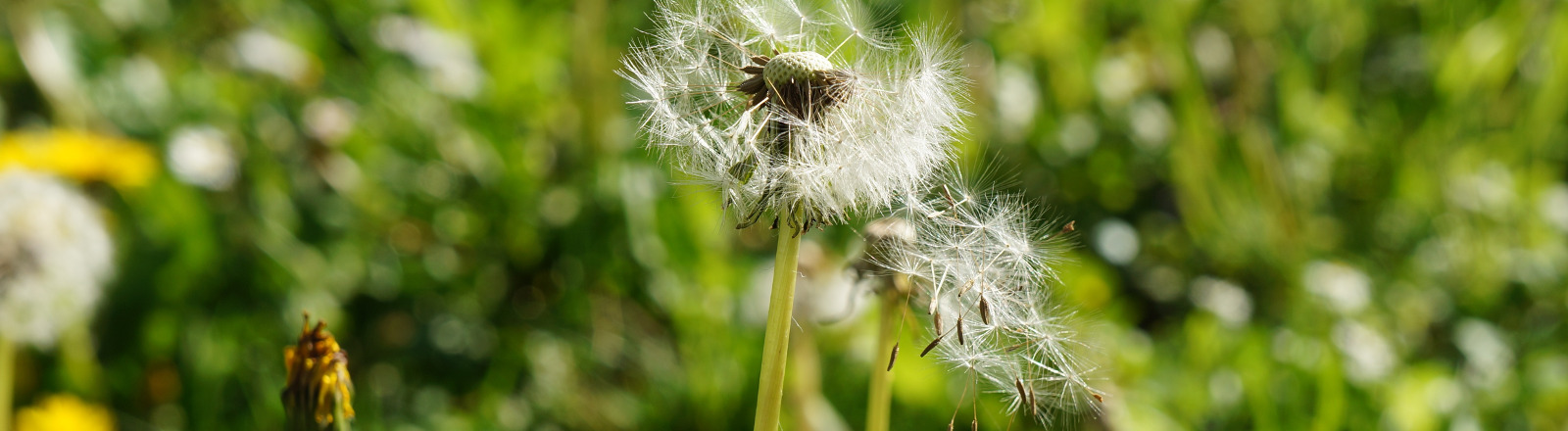 Allergies- An Integrative Approach