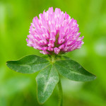 "Trifolium pratense 0522" by 池田正樹 (talk)masaki ikeda - Own work. Licensed under CC BY-SA 3.0 via Commons - httpss://commons.wikimedia.org/wiki/File:Trifolium_pratense_0522.jpg#/media/File:Trifolium_pratense_0522.jpg