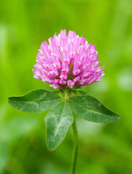 Sexual Health For Women- NATURALLY!