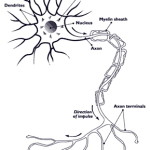 "Nerve.nida". Licensed under Public Domain via Wikimedia Commons - httpss://commons.wikimedia.org/wiki/File:Nerve.nida.jpg#/media/File:Nerve.nida.jpg