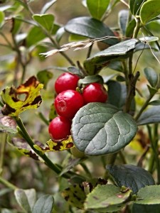 cranberries photo courtesy pixabay.com