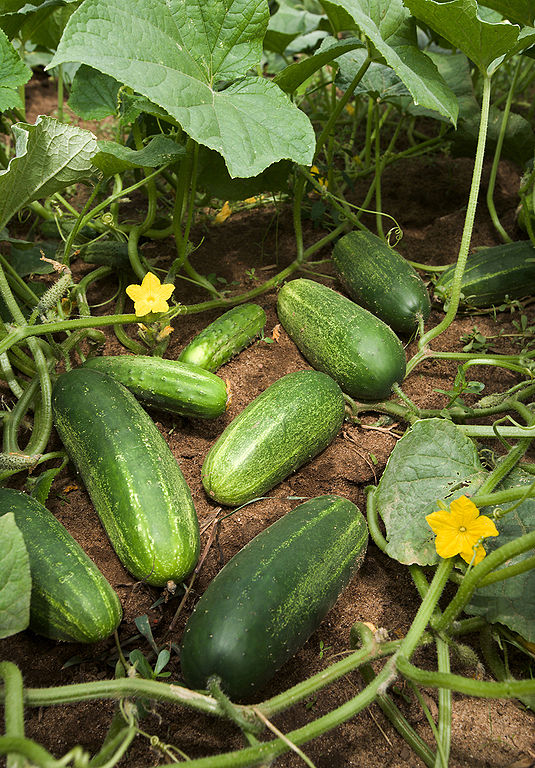 CUCUMBERS – More than a salad veggie!
