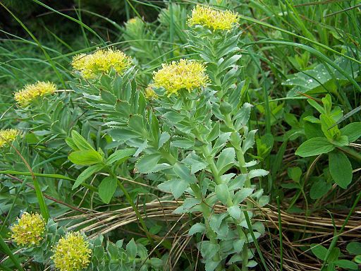 Rhodiola for Graceful Aging!