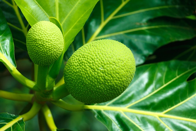 BREADFRUIT – A Tropical Foodstuff & Medicine.