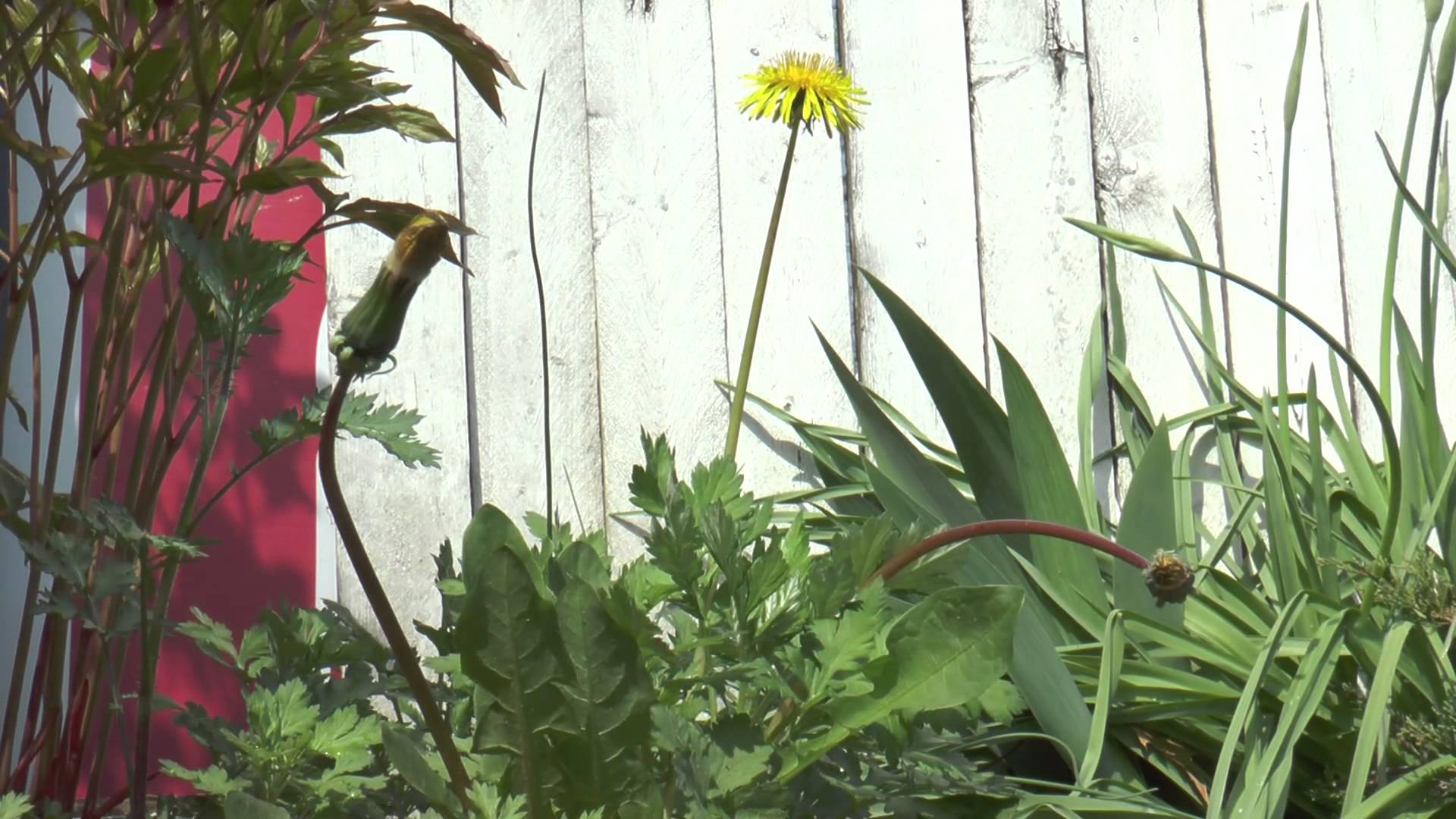 Dandelions are Delicious and Healthy for You-nn2