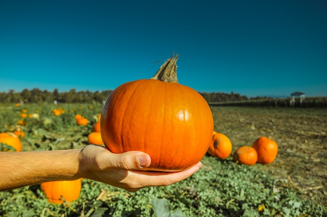 PUMPKIN Emperor of the Garden