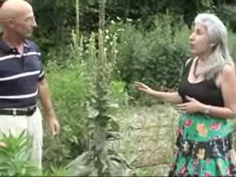 Magical Mullein!
